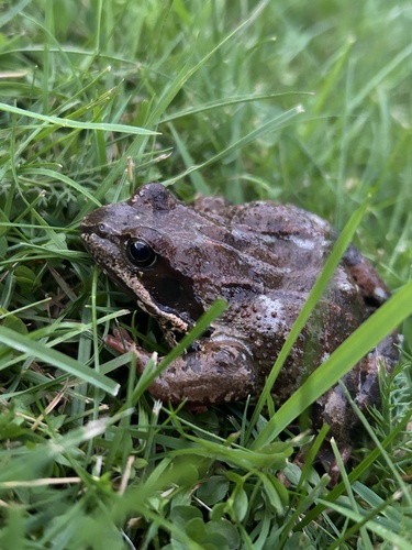 European Common Frog