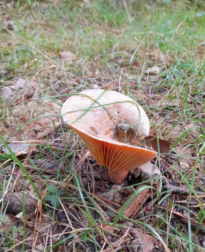 saffron milkcap