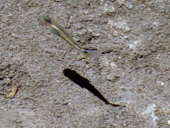 Poeciliidae