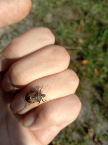 Spiny Shield Bug