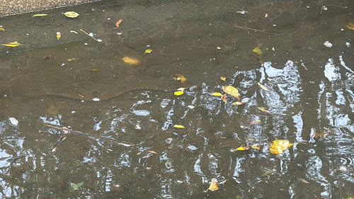 Common Watersnake