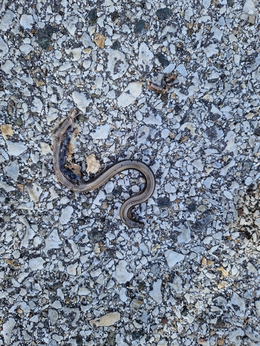 Common Slowworm