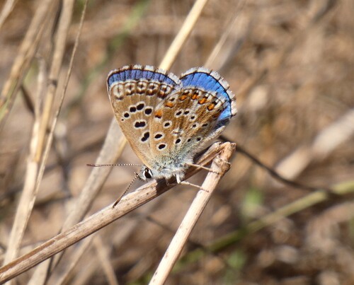 Adonis Blue