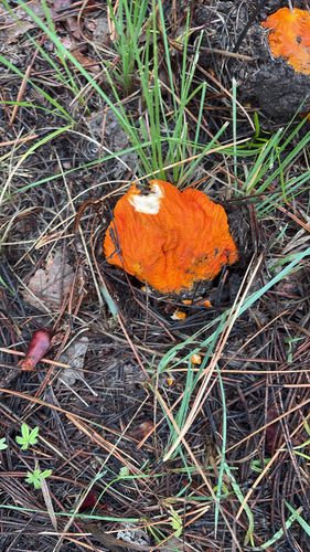 lobster mushroom