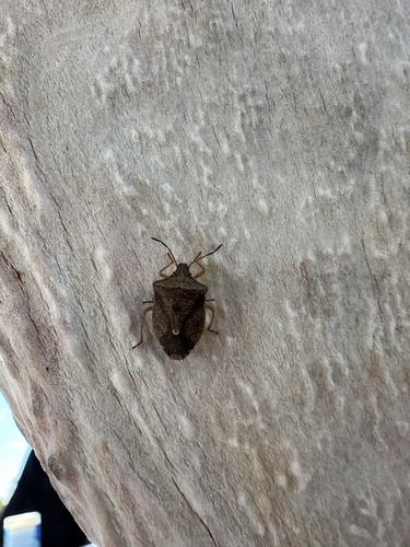 Brown Stink Bug