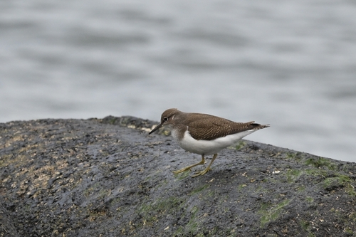 Common Sandpiper