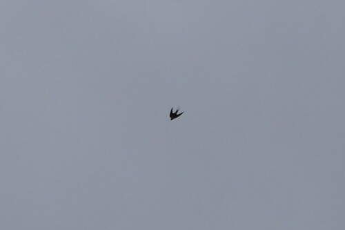 Barn Swallow