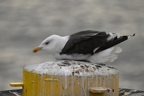Great Black-backed Gull