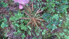 Rhododendron tomentosum