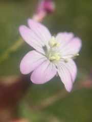 Epilobium