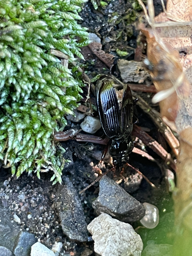 European Gazelle Beetle