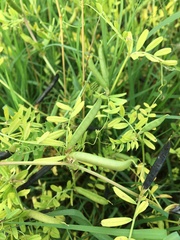 Vicia sativa