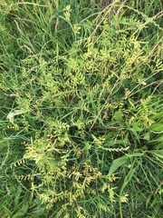 Vicia sativa