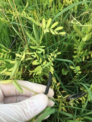 Vicia sativa