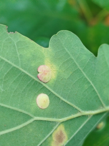 Smooth Spangle Gall Wasp