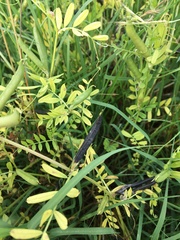 Vicia sativa