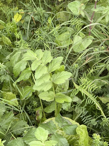 Наблюдение на iNaturalist