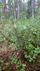 Rhododendron tomentosum