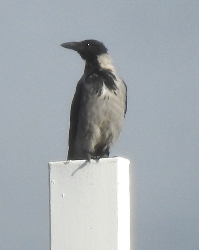 Hooded Crow