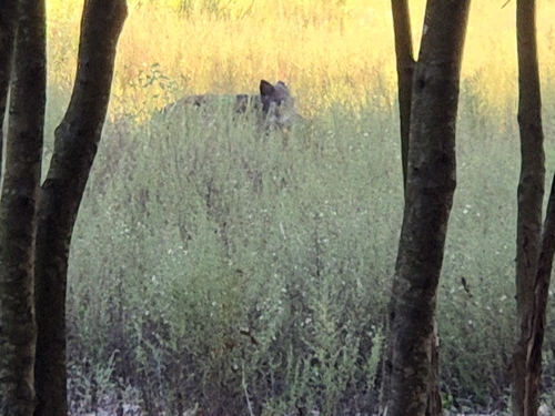 Sanglier