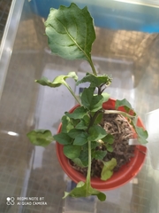 Solanum nigrum
