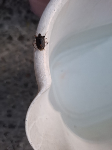 Forest Bug