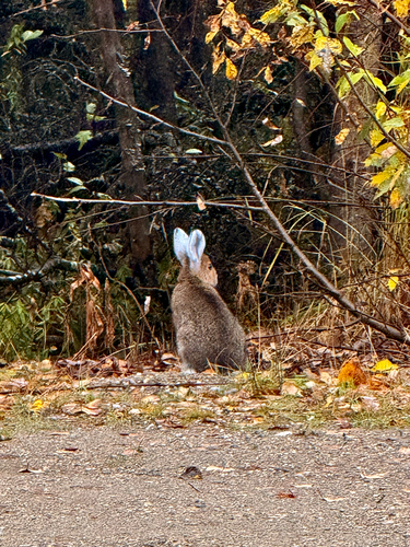 Snowshoe Hare
