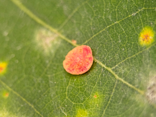 Smooth Spangle Gall Wasp