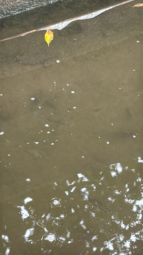 Mummichog