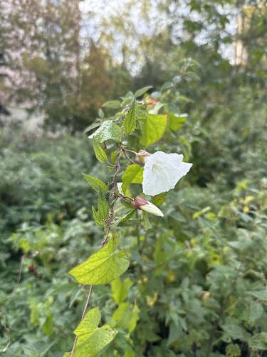 Наблюдение на iNaturalist