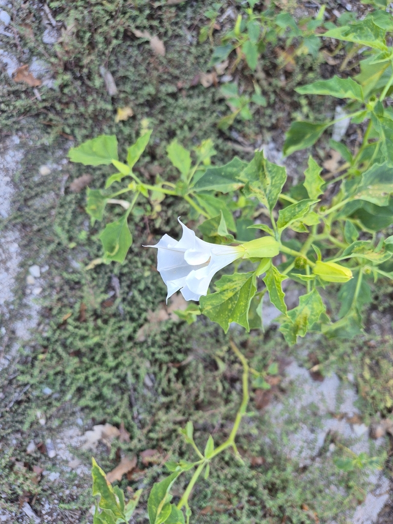 Datura officinal