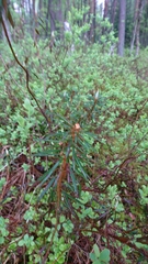 Rhododendron tomentosum
