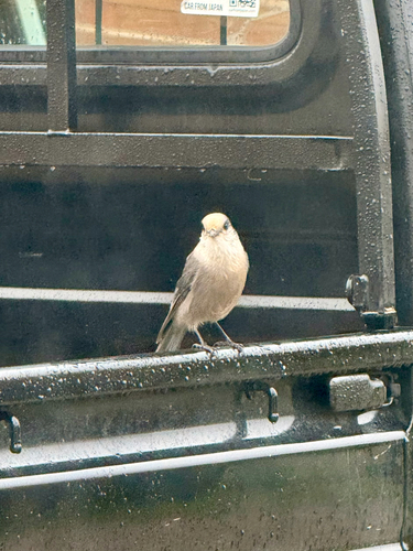 Canada Jay
