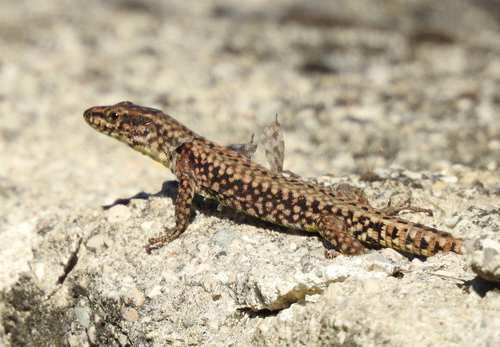 Common Wall Lizard