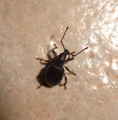 Otiorhynchus