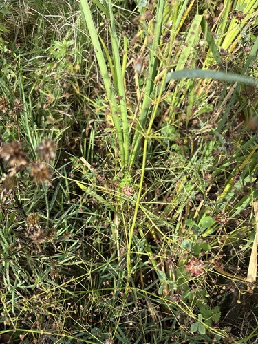 Наблюдение на iNaturalist