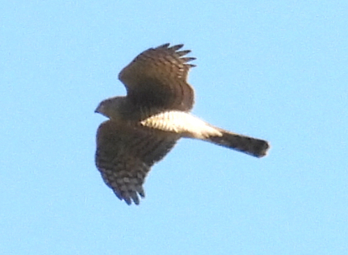 Eurasian Sparrowhawk