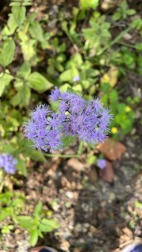 blue mistflower