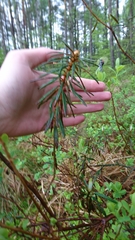 Rhododendron tomentosum