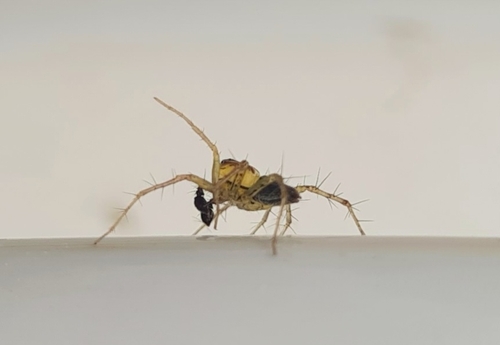Striped Lynx Spider