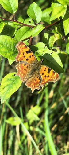 European Comma