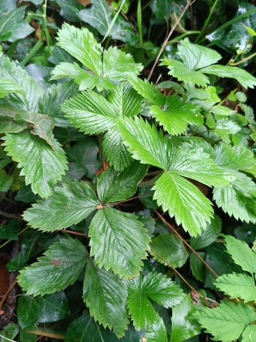 woodland strawberry