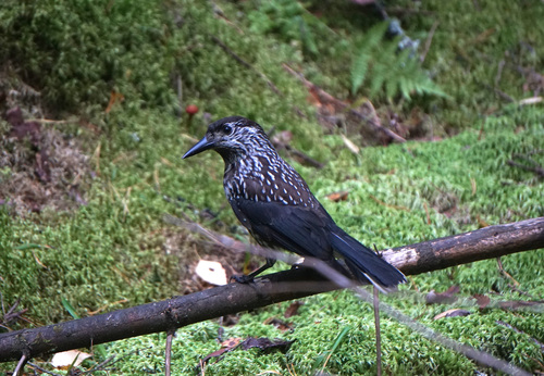 Northern Nutcracker