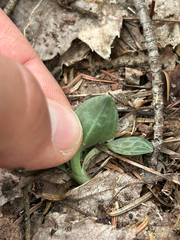 Goodyera tesselata, photograph (c) Owen VanAntwerpen, some rights reserved (CC BY-SA)