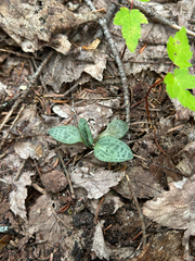 Goodyera tesselata
