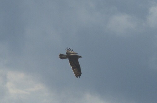 Common Buzzard