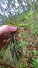 Rhododendron tomentosum