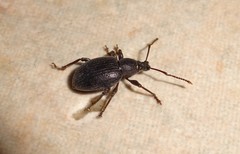 Otiorhynchus