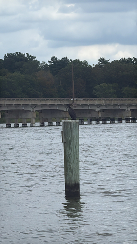 Double-crested Cormorant