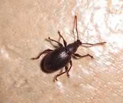 Otiorhynchus